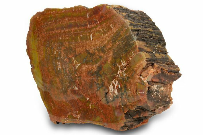 Polished Petrified Wood (Araucarioxylon) - Arizona #371678